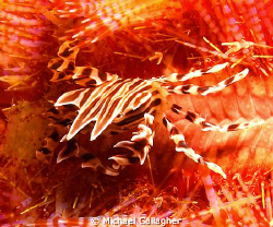 Zebra crab on fire urchin, Komodo, Indonesia by Michael Gallagher 
